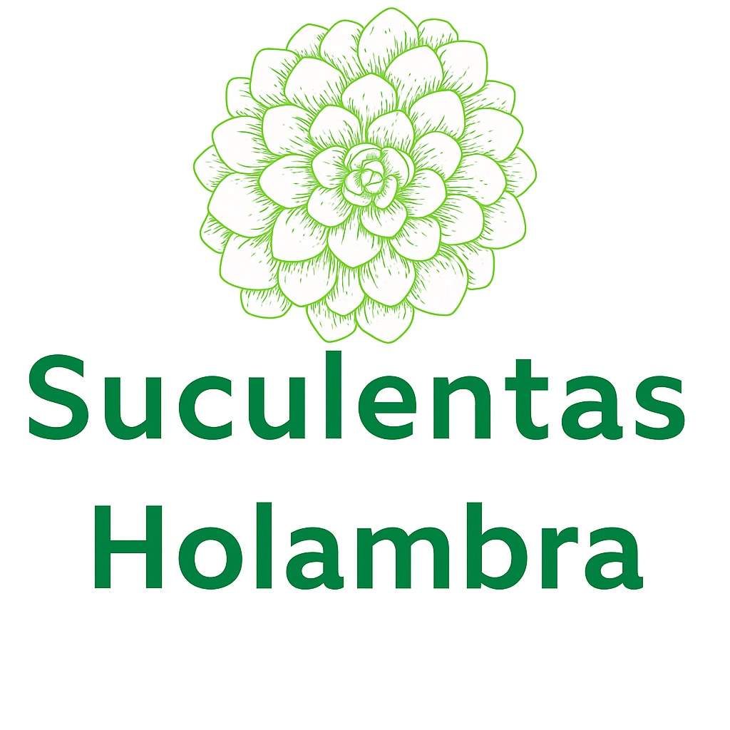 Suculentas Holambra