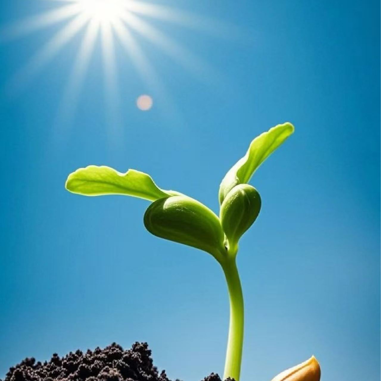 🌼 Jardim Mágico Bras