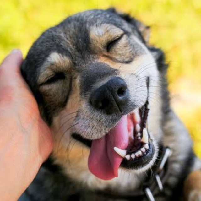 Pet Online Distribuidora