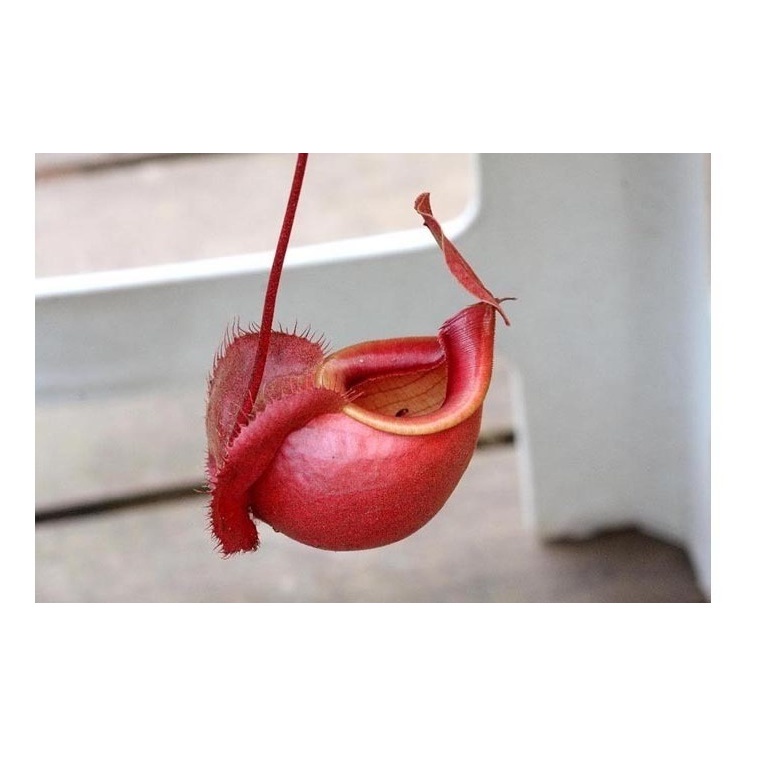 5 Sementes Sadias Planta Carnivora Nepenthes Viking Frete Barato