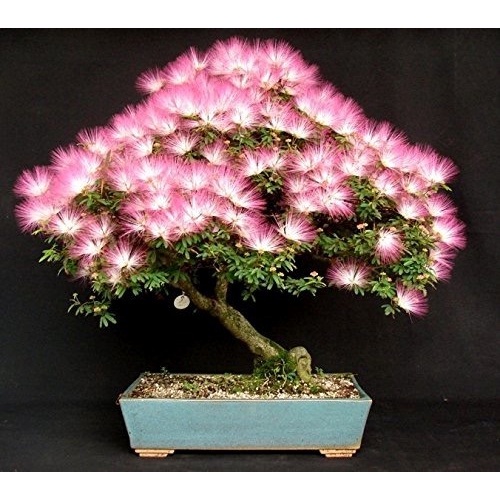 Sementes Sadias Albizia Julibrissin Rosa Caliandra P/ Sementes Sadias Bonsai