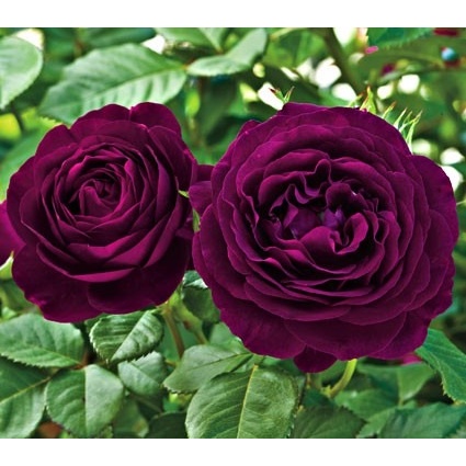 Rosa Roxa Twilight Zone David Austin Sementes Sadias Para Sementes Sadias