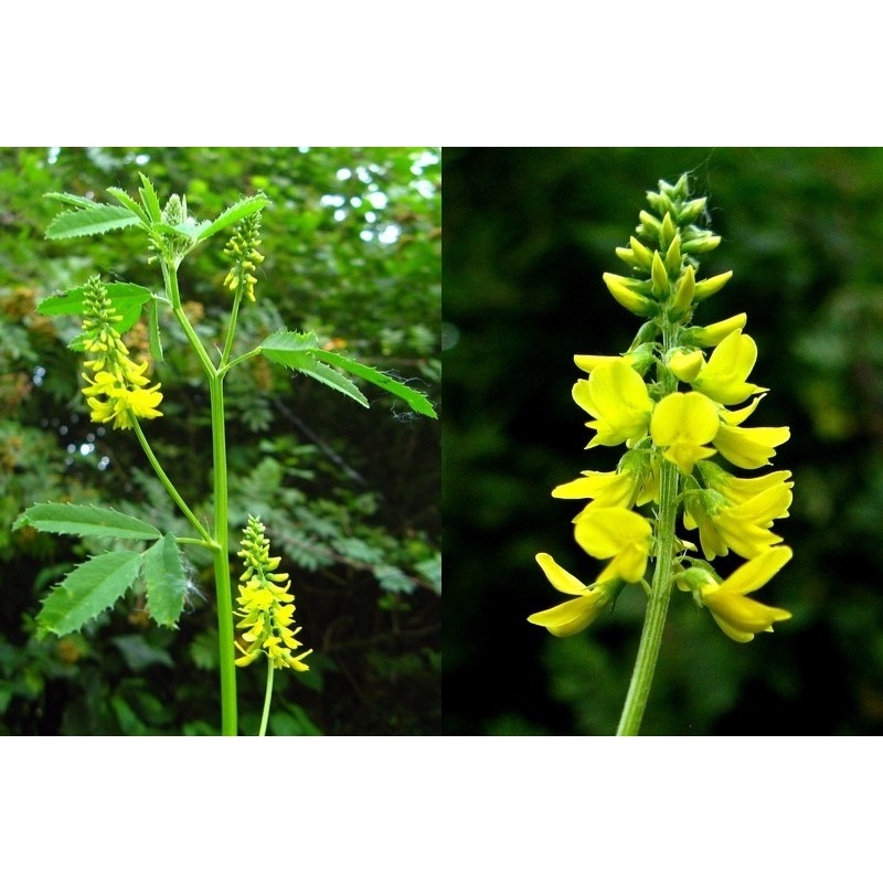 Melilotus Officinalis Forragem Apícola 300 Sementes Sadias Para Sementes Sadias