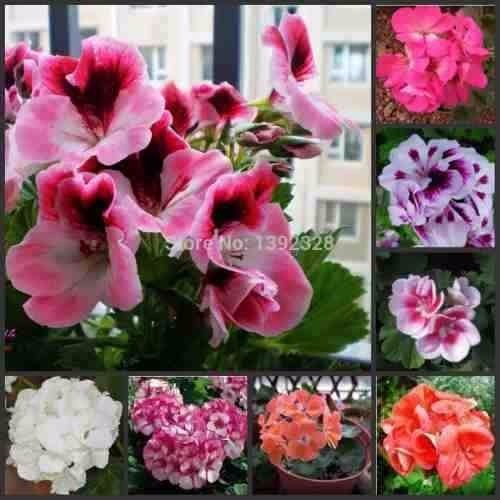 20 Sementes Sadias Kit Gerânio Planta Flores Bonsai+ -mais Barato