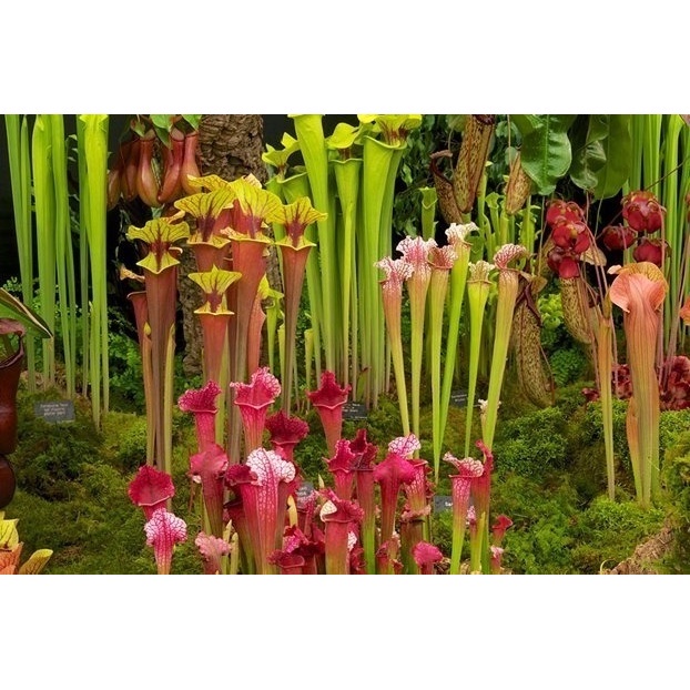 Sementes Sadias Planta Carnivora Sarracenia P/ Mudas Frete Barato