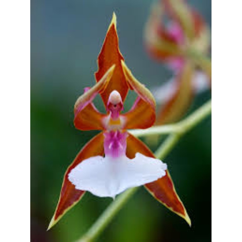 30 Sementes Sadias Orquídea Raras Bailarina Planta Flor Rosas - Jardim Decoração