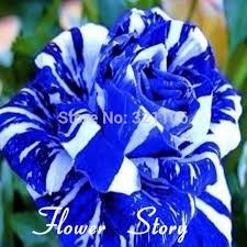 150 Sementes Sadias De Rosas Tiger Azul, Exótica E Rara  - Jardim Decoração