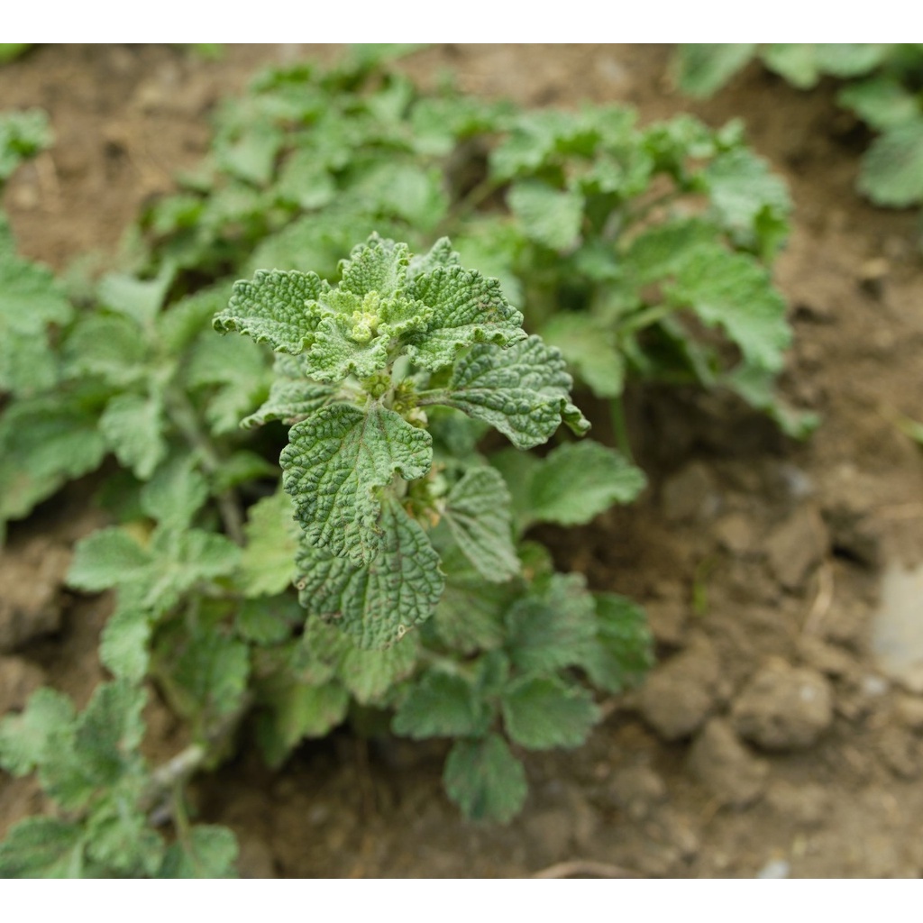 Sementes Sadias Marroio Marrubium Vulgare Planta Frete Barato