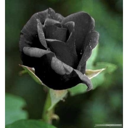 50 Sementes Sadias Rosa Preta Negra Exótica Rara Enfeite Seu Jardim