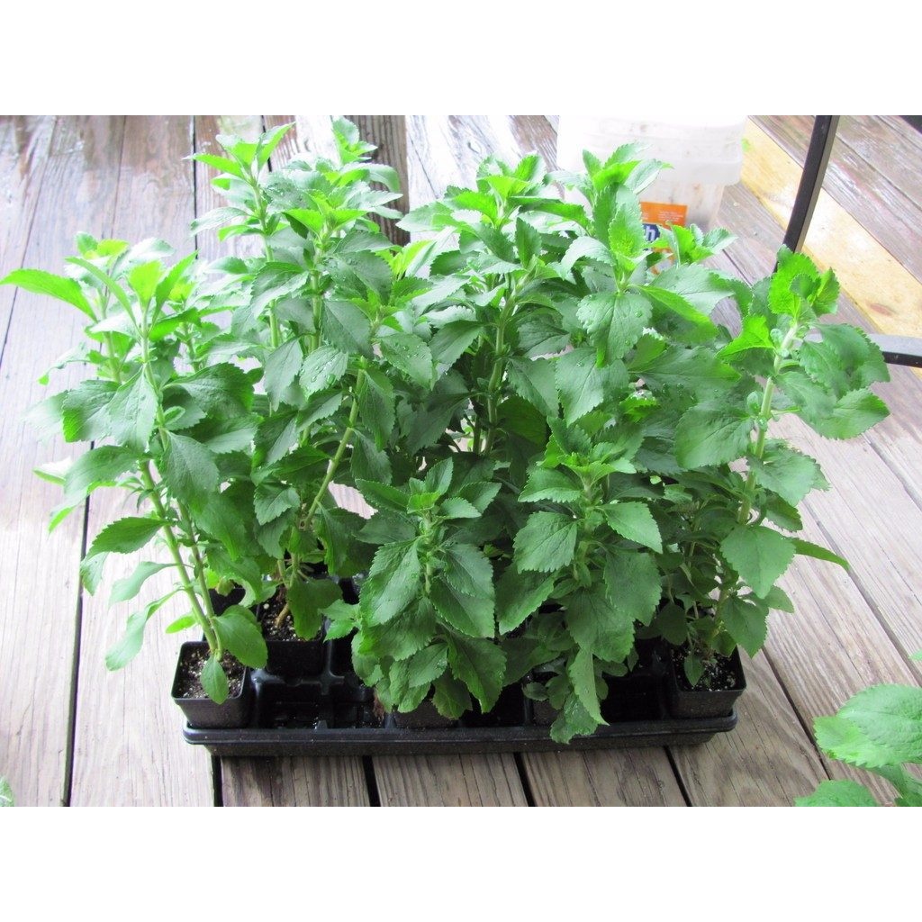 Stevia Adoçante Natural - 350 Sementes Sadias Para Sementes Sadias em Oferta na Shopee