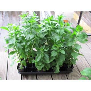 Stevia Adoçante Natural - 350 Sementes Sadias Para Sementes Sadias em Oferta na Shopee