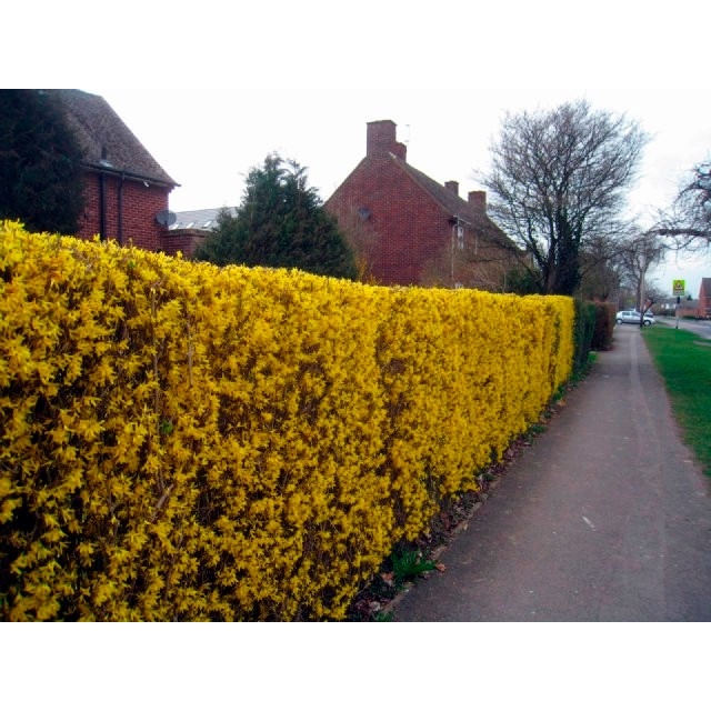 Forsythia Sino Dourado Cerca Viva 350 Sementes Flor Pra Sementes