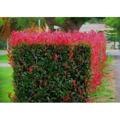 200 Sementes Sadias Cerca Viva Fotinia Bonsai Photinia Fraseri - Jardim Decoração
