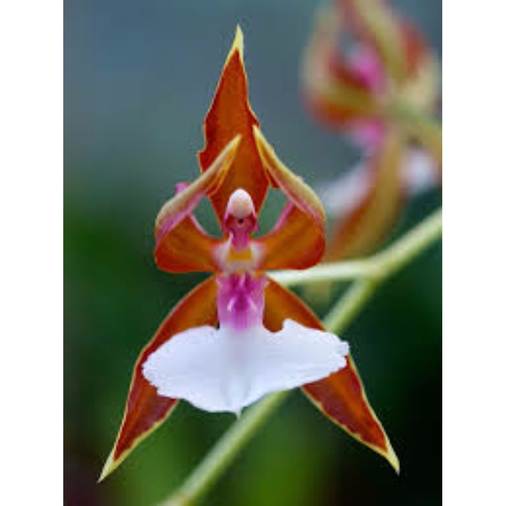 200 Sementes Sadias Orquídea Flor Bailarina Flor Rosas Rara - Jardim Decoração