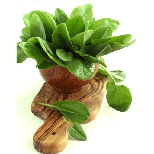 Azedinha Planta: Onde Comprar | BuscaProdutos