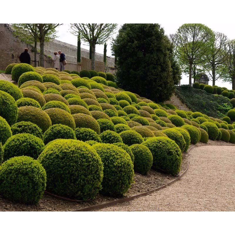 Buxus Sempervirens Buxinho Bonsai Cerca Viva Sementes Sadias P/Sementes Sadias