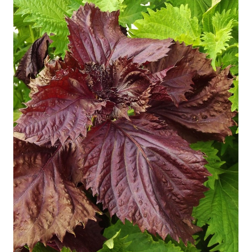 350 Sementes Sadias Perilla Frutescens Shiso Vermelho Frete Rapido em Oferta na Shopee