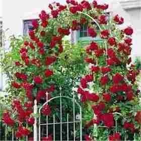 180 Semente Flor Rosa Trepadeira Vermelha P/Sementes Sadias Importada
