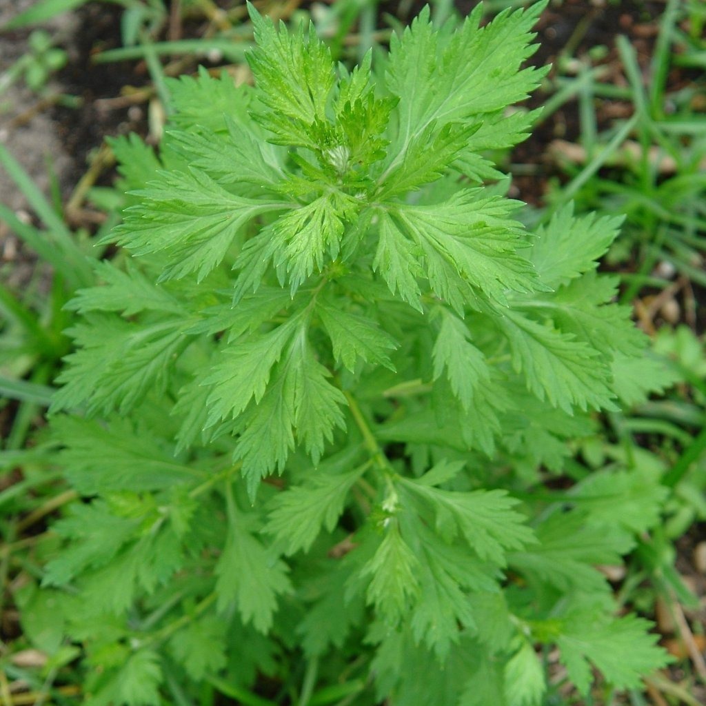 Artemisia Vulgaris Muda: Onde Comprar | BuscaProdutos