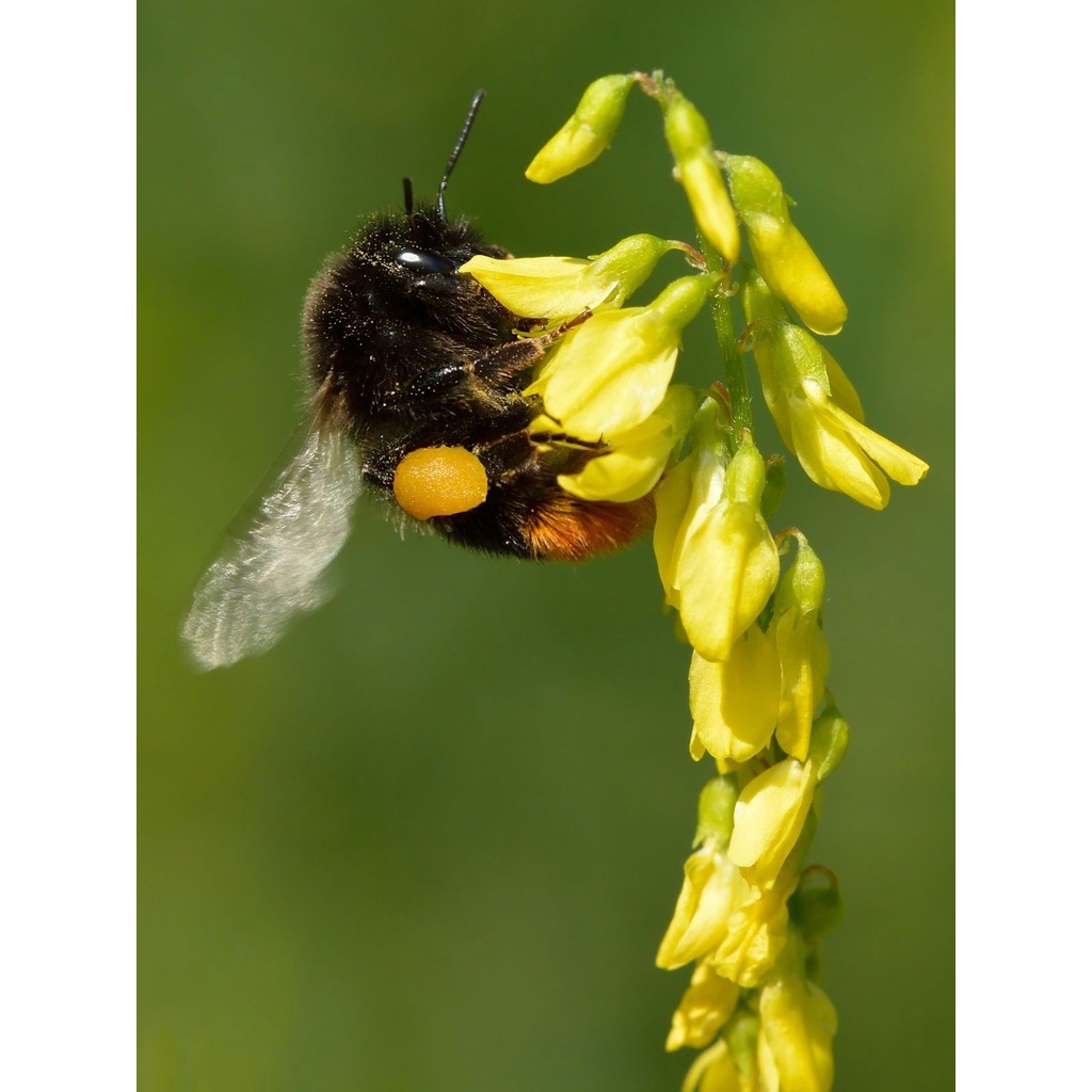300 Sementes Melilotus Officinalis Flor Apícola Abelhas Sementes