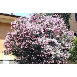 30 Sementes Sadias Espirradeira Rosa - Nerium Oleander