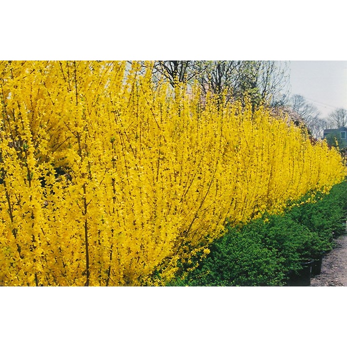 Forsythia Sino Dourado Cerca Viva Flor 300 Sementes Sadias P/ Sementes Sadias