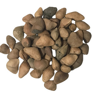 Semente Chapéu de Napoleão 100gr em Oferta na Shopee