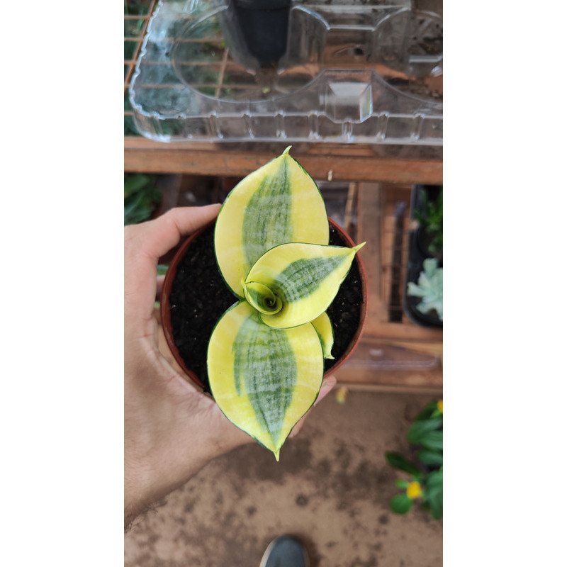 Mini Espada-de-São-Jorge Variegata em Oferta na Shopee