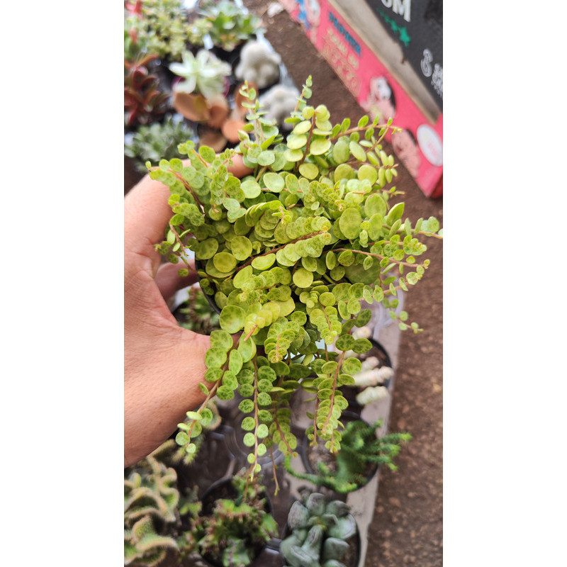 Suculenta Colar-de-tartaruga