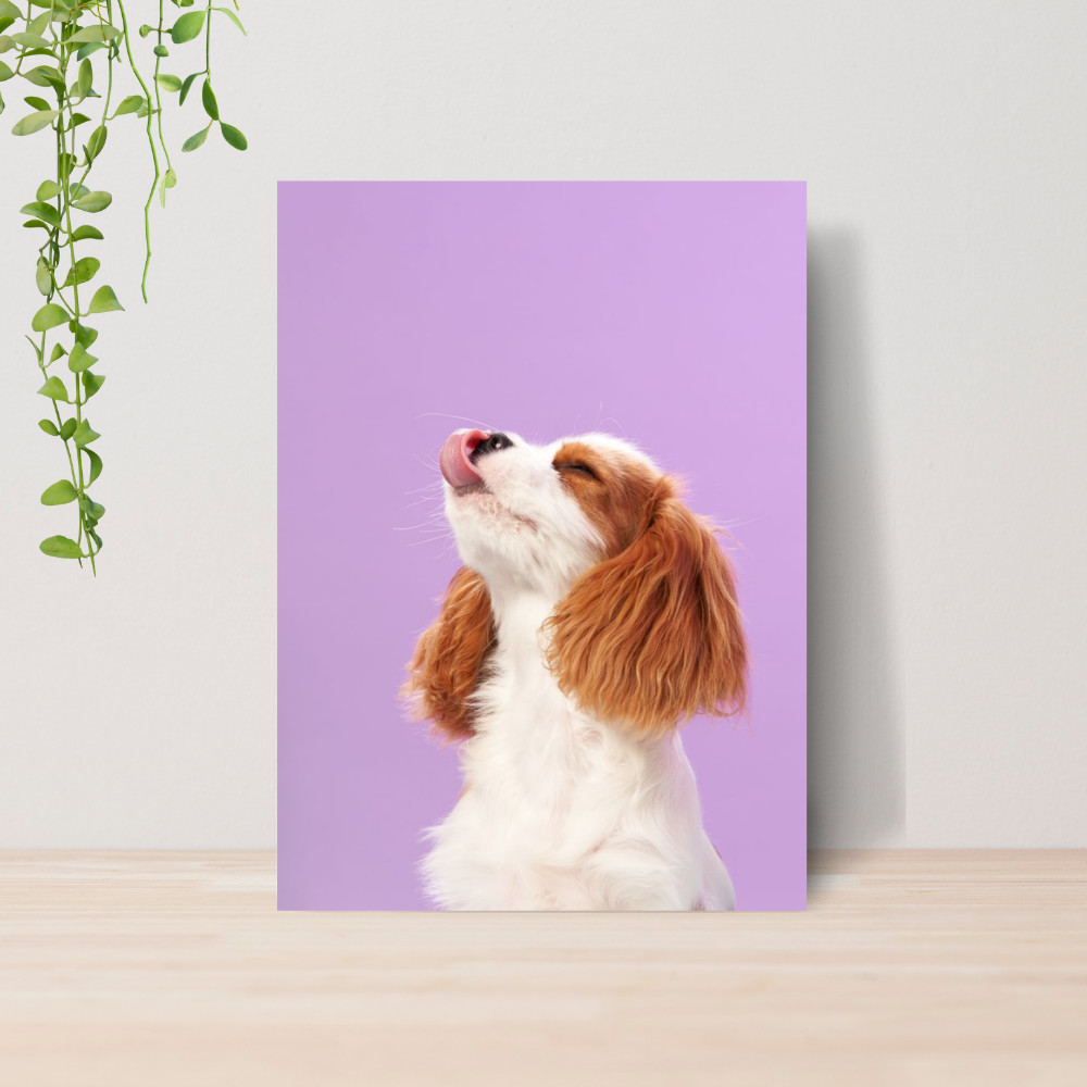 Quadro Decorativo PetShop Banho e Tosa Animais 18 Poster Pet Shop Cachorro Gato MDF