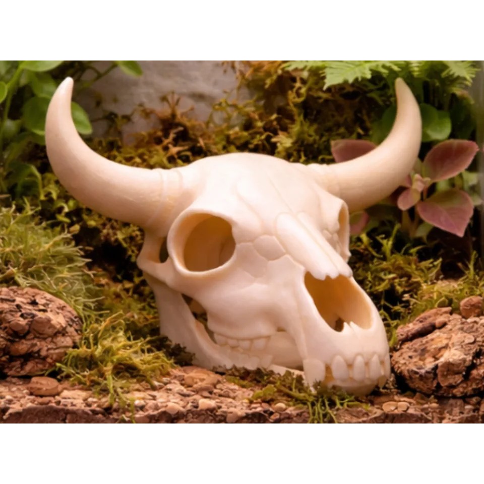 Toca Crânio de Boi Bufalo Decorativo para Terrário e Aquário Para Repteis e Peixes Betta Gecko Hamster