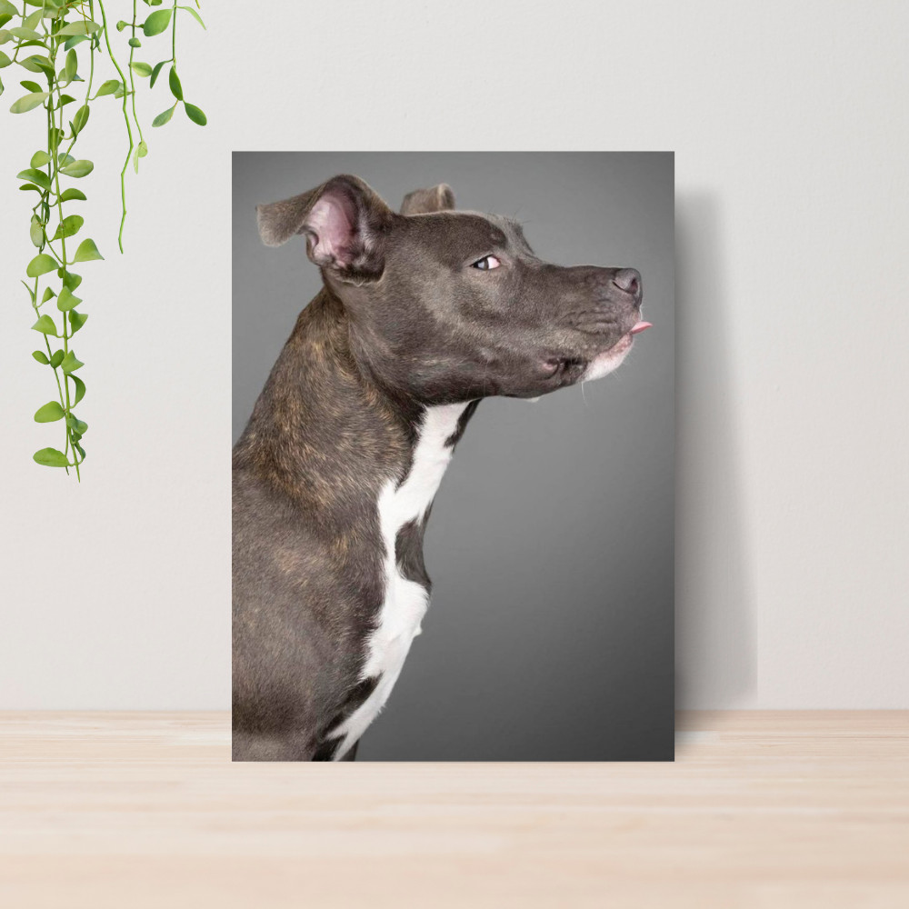 Quadro Decorativo PetShop Banho e Tosa Animais 14 Poster Pet Shop Cachorro Gato MDF
