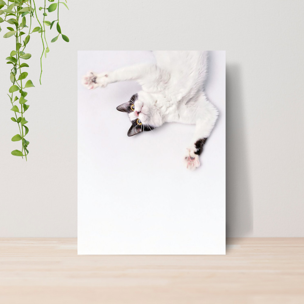 Quadro Decorativo PetShop Banho e Tosa Animais 11 Poster Pet Shop Cachorro Gato MDF
