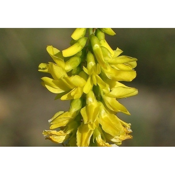 1000 Sementes Melilotus Officinalis Apícola Abelhas