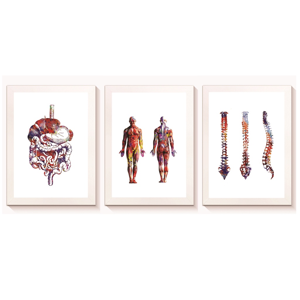 Kit 3 Quadros Decorativo Sistema Digestivo Corpo Humano Coluna Vertebral Molduras 20x30cm Madeira Vidro Branca
