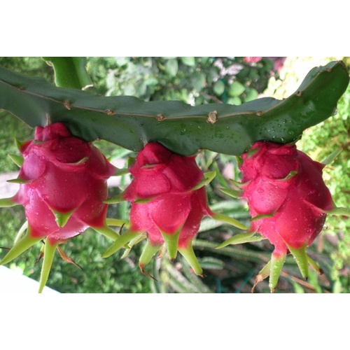 Muda Da Exótica Pitaya Vermelha - Fruta Deliciosa | Shopee Brasil