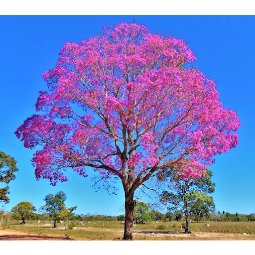 100 Sementes De Ype - Ipe Rosa Sítio Chácara Fazenda