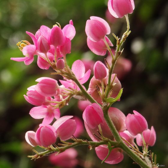 Kit semente de uva, Ipê Rosa e Amarelo e Amor Agarradinho