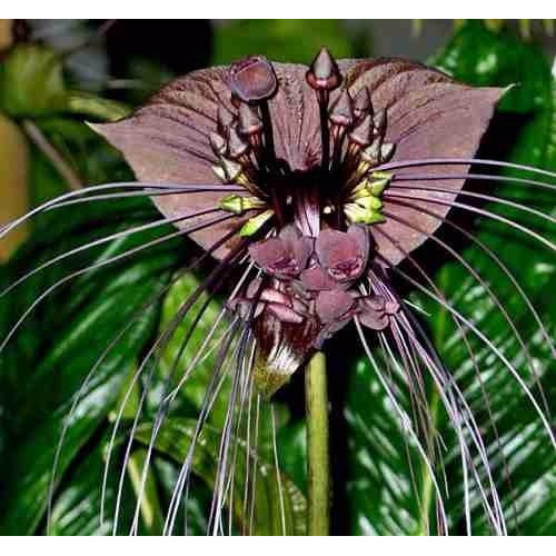 10 Sementes Negra Tacca Chantrieri Flor Morcego | Shopee Brasil