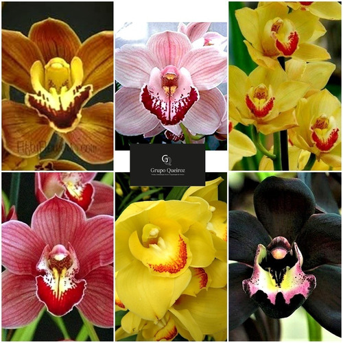 Super Promoção Kit 10 Mudas De Orquídea Cymbidium De Frio | Shopee Brasil