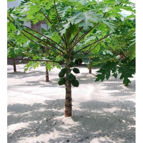 Mamão Anão Do Amazonas Papaya - Sementes Frutas Para Sementes