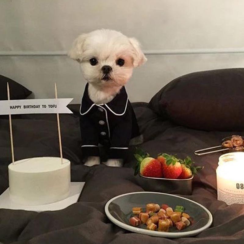 Pet Pijama Moda Pets Cães Roupas Chihuahua Filhote De Cachorro Roupa Small Medium Traje em Oferta na Shopee