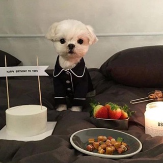 Pet Pijama Moda Pets Cães Roupas Chihuahua Filhote De Cachorro Roupa Small Medium Traje em Oferta na Shopee