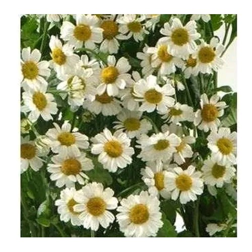 10 Sementes Flor Mini Crisântemo Branco | Shopee Brasil