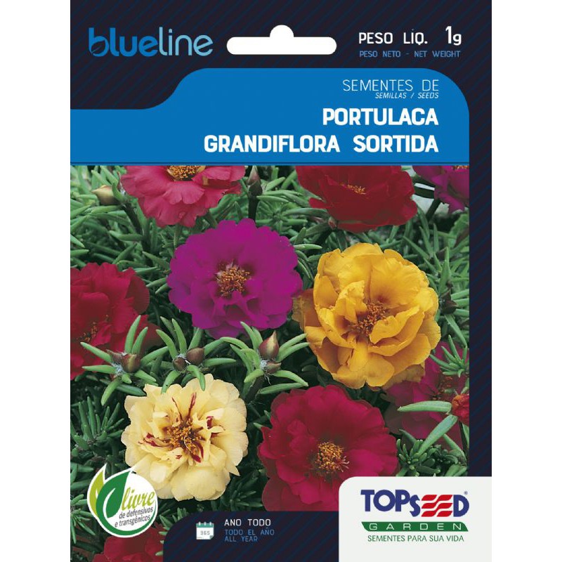 10000 Sementes de Onze horas Dobrada Sortida/ Beldroega de Flor Grande /  Portulaca Grandiflora Dobrada Sortida / 11 Horas (Topseed Blue Line) |  Shopee Brasil