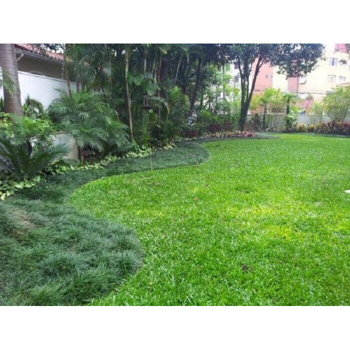 30 Sementes Carolina Cross Melancia Guinness 100 g P. Mudas