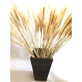 30 Trigos seco para decoração - Envio Rápido - Natal Decoração Festas