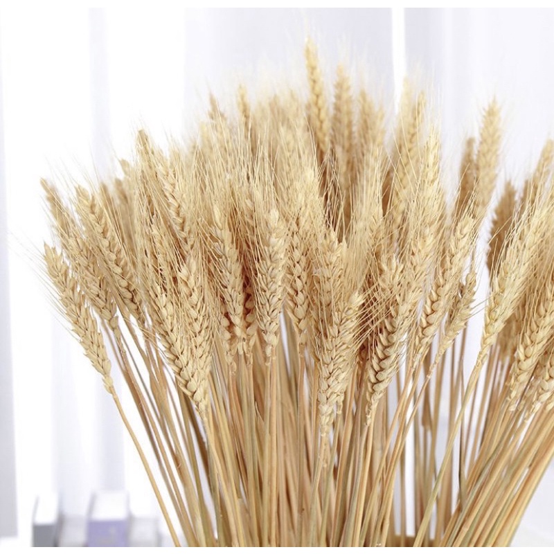 Maço com 20 Hastes de Trigo Seco Natural para Decoração e Santa Ceia
