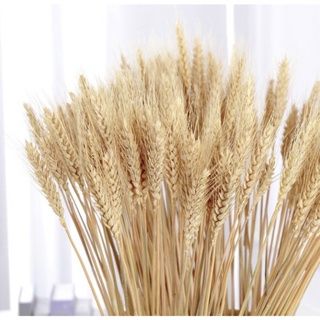 200 hastes de trigo alvejado decoracao e santa ceia em Oferta na Shopee