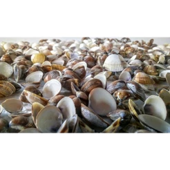 200 Conchas marinhas naturais conchinhas cores e tamanhos Brinde estrelinhas do mar